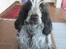 Cocker spaniel Chanel