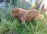 Nova scotia duck tolling retriever Andy - på opdagelsesrejse i vinldnesset (: