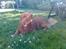 Nova scotia duck tolling retriever Andy