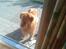 Nova scotia duck tolling retriever Andy
