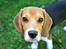 Beagle Maggie - Det smukke brune ansigt! 
