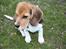 Beagle Maggie - Arnbjerg parken 