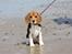 Beagle Maggie - Vesterhavet. Maggie var endnu en lille baby ;-) 