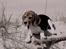 Beagle Maggie - Vesterhavet 