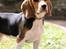 Beagle Maggie - Arnbjerg parken