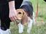 Beagle Maggie - Til hundetræning