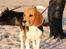 Beagle Maggie - Sankte hans ved stranden 
