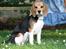 Beagle Maggie - En dejlig sommeraften 