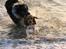 Beagle Maggie - Maggie og min søsters hund Charlie i Vesterhavet 