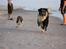 Beagle Maggie - Maggie og Charlie ved Vesterhavet 