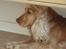Cocker spaniel donna