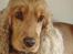 Cocker spaniel donna