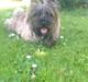 Cairn terrier Anton
