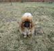Pekingeser Pjævse - himmelhund 
