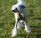 Chinese crested hårløs Spike