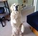 Golden retriever Bluey R.I.P.