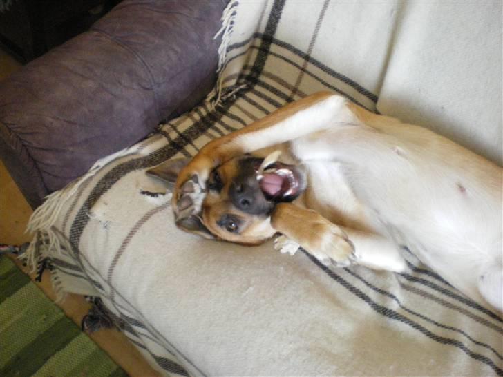 Malinois Liva billede 5