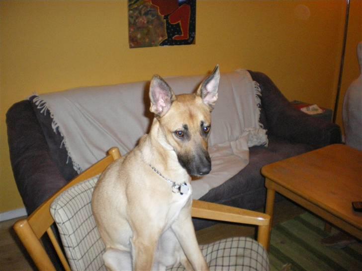 Malinois Liva billede 6