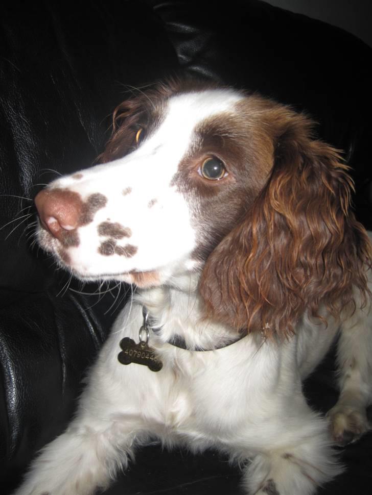 Engelsk springer spaniel - Messi. billede 1