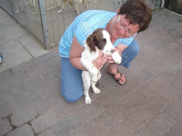 Engelsk springer spaniel - Messi. - Min første møde med mor :) billede 2