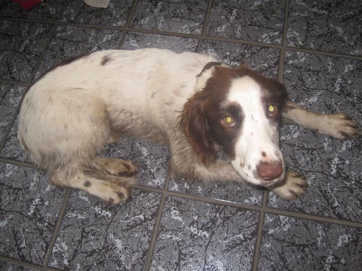 Engelsk springer spaniel - Messi. - Du mener ikke at jeg skal i bad nu? s; (efter jagt) billede 3