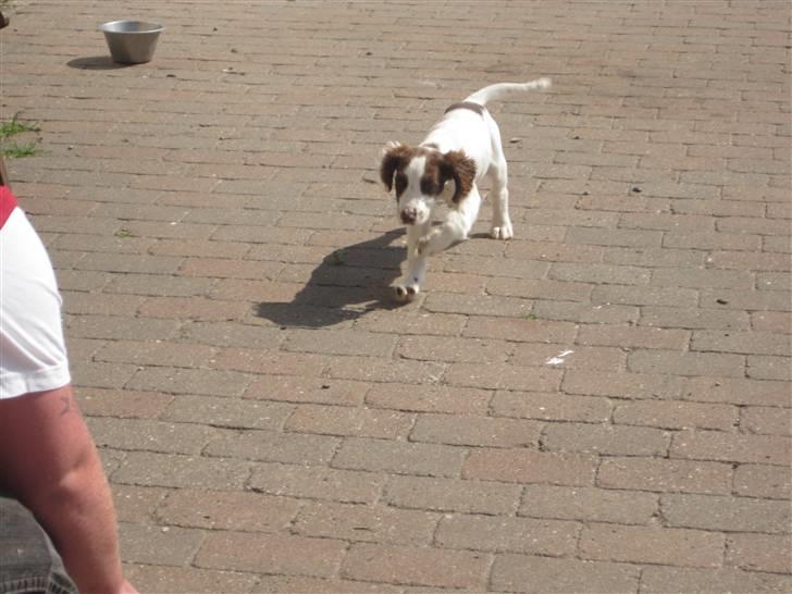 Engelsk springer spaniel - Messi. billede 4