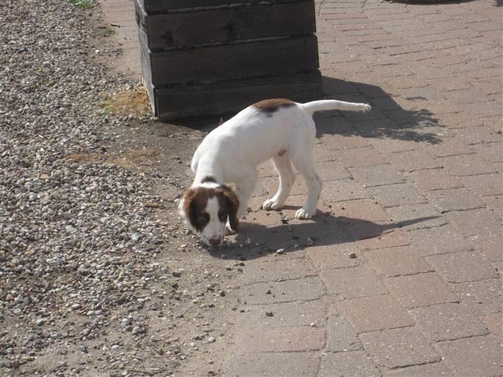 Engelsk springer spaniel - Messi. billede 5