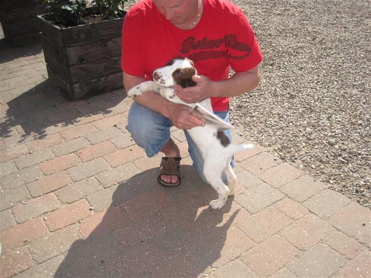 Engelsk springer spaniel - Messi. - Min første møde med far :) billede 6