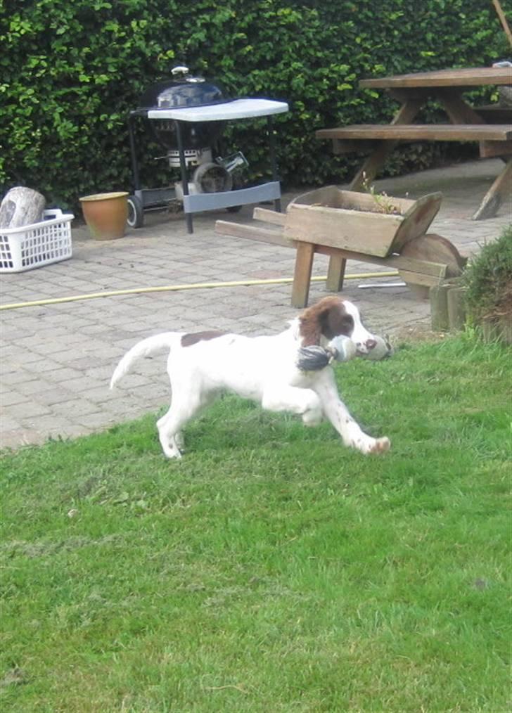 Engelsk springer spaniel - Messi. billede 7