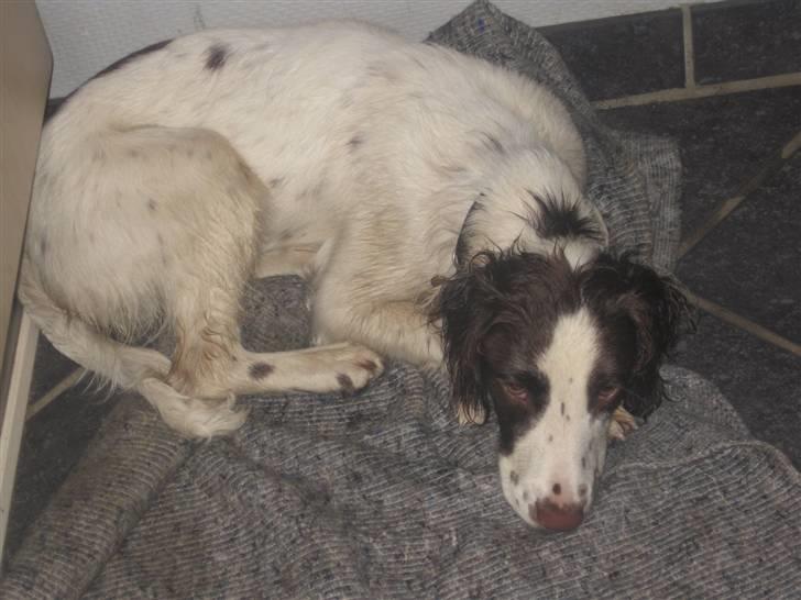 Engelsk springer spaniel - Messi. - Lige været i bad. :) Kan ikke bive ren. billede 8