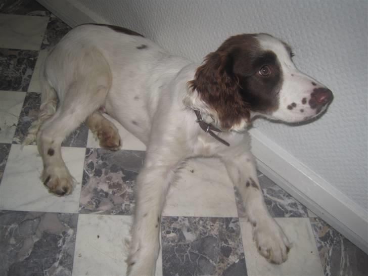 Engelsk springer spaniel - Messi. billede 9