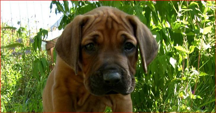 Rhodesian ridgeback       "Bhara Bhara" Jengo billede 2