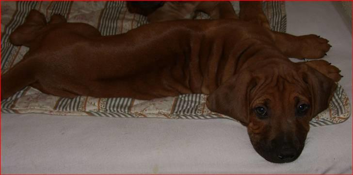 Rhodesian ridgeback       "Bhara Bhara" Jengo billede 3