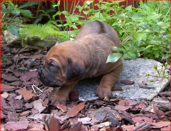 Rhodesian ridgeback       "Bhara Bhara" Jengo - 15 dage billede 4