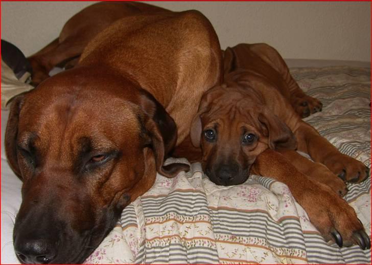 Rhodesian ridgeback       "Bhara Bhara" Jengo - putter med far billede 5