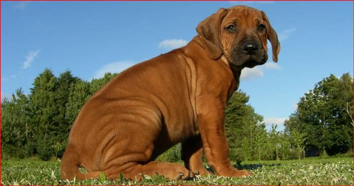 Rhodesian ridgeback       "Bhara Bhara" Jengo billede 6