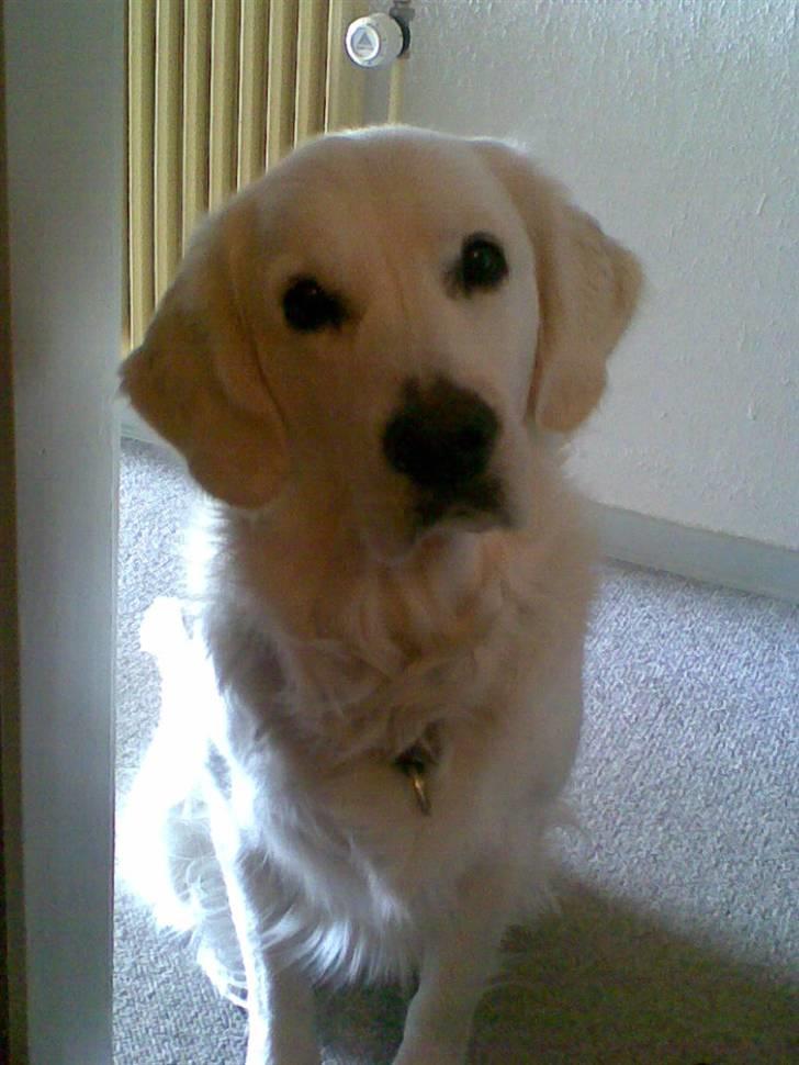 Golden retriever Bertha billede 2