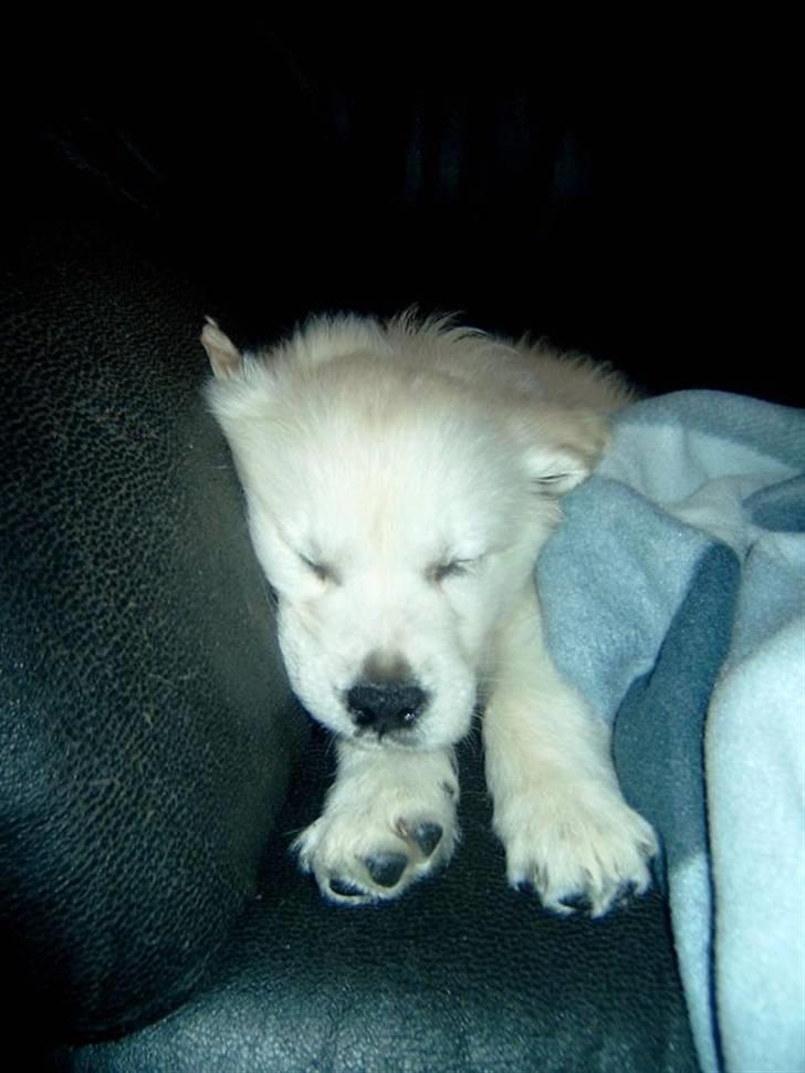 Golden retriever Bertha billede 3