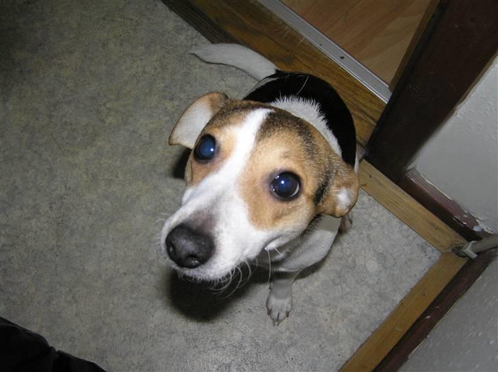 Dansk svensk gaardhund Bella - Se mine store fine hundeøjne! billede 1