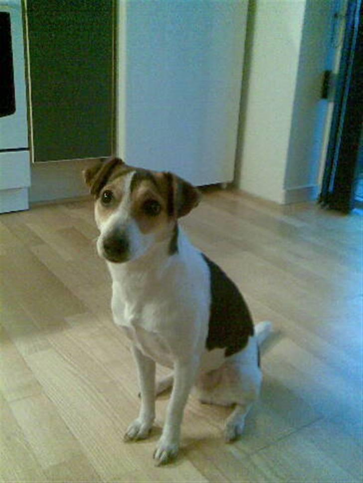 Dansk svensk gaardhund Bella - Så fin billede 2