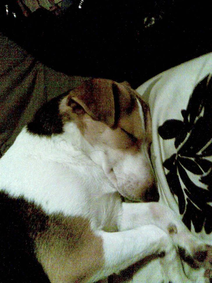 Dansk svensk gaardhund Bella - Sovetrynen Bella (med dobbelthage) billede 3