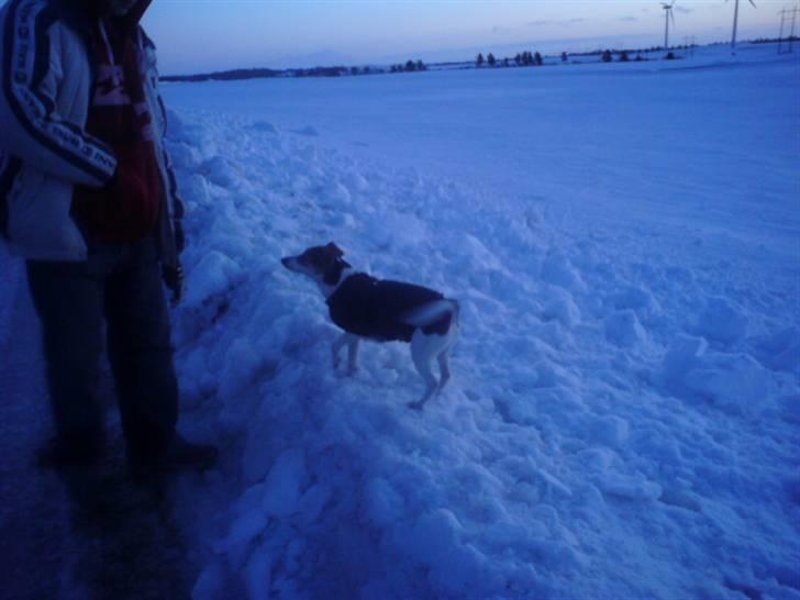 Dansk svensk gaardhund Bella - Ude i sneen i vinters billede 4