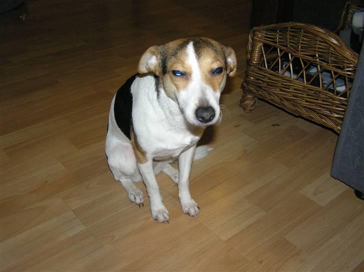 Dansk svensk gaardhund Bella - Ja man kan jo ikke være lige fotogen hver gang ;-) billede 5