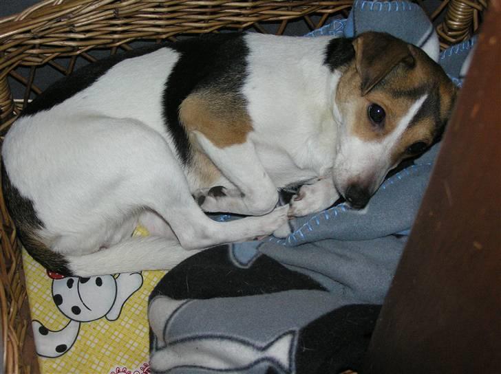 Dansk svensk gaardhund Bella - Putter i sin kurv billede 6