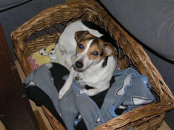 Dansk svensk gaardhund Bella - Fin lille fotomodel igen :-) billede 7