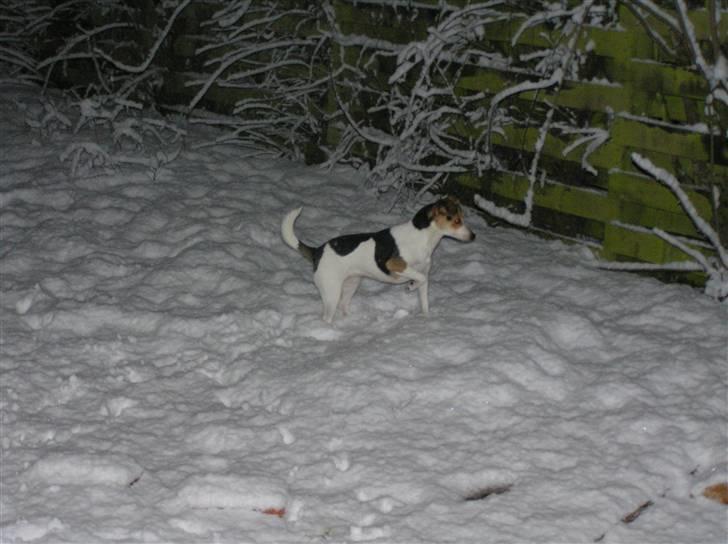 Dansk svensk gaardhund Bella - Leger i sneen... Det synes hun bare er super fedt! :-) billede 8