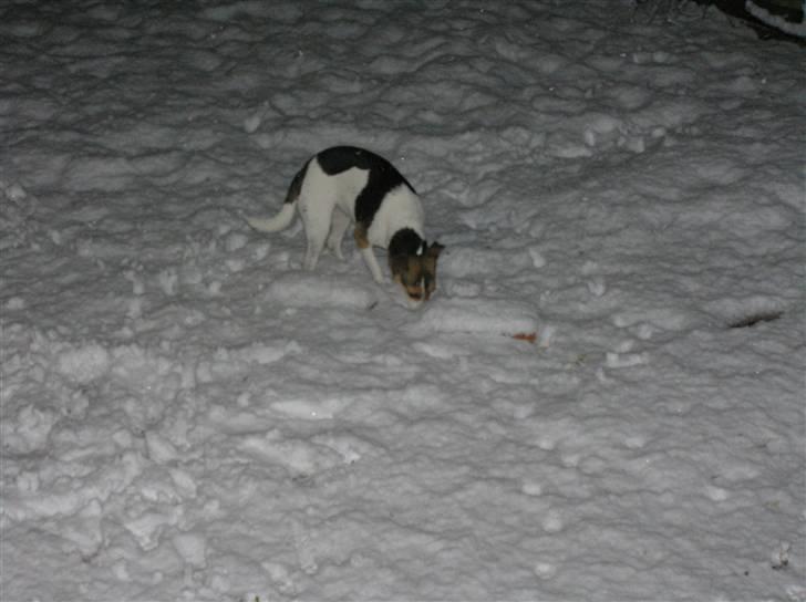 Dansk svensk gaardhund Bella - Stikker snuden helt ned i sneen :-D billede 9