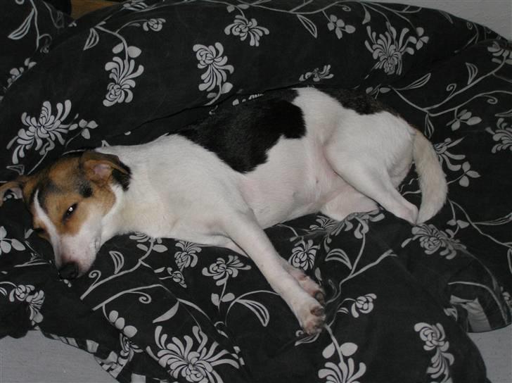 Dansk svensk gaardhund Bella - Har fået sneget sig ind i sengen... Det er bare sagen! ;-) billede 10