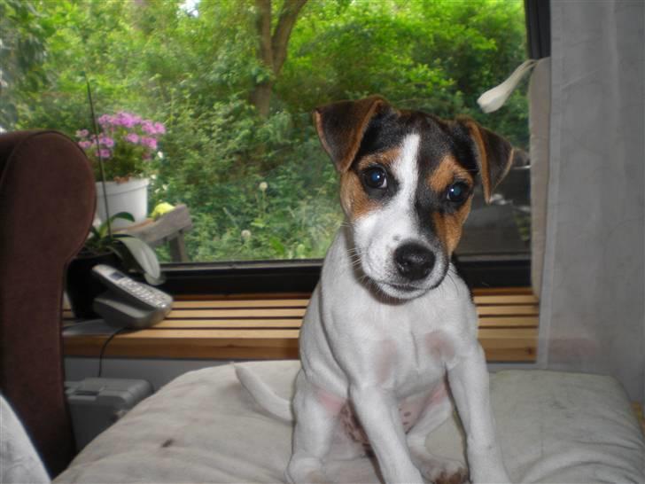 Parson russell terrier DKGCH Duvå Flicka III - 13 uger gammel billede 4