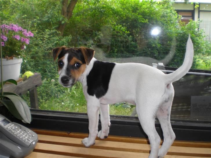 Parson russell terrier DKGCH Duvå Flicka III - 13 uger gammel billede 5